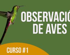 Descubre el turismo de avistamiento de aves en la impresionante Sierra de Biar